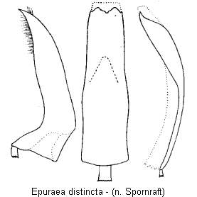 epuraea_distincta.gif