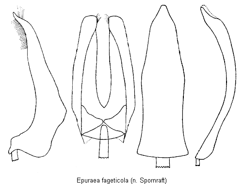 epuraea_fageticola.gif