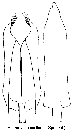 epuraea_fuscicollis.gif