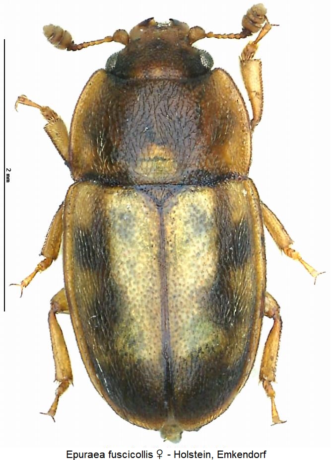 epuraea_fuscicollis_hab.jpg