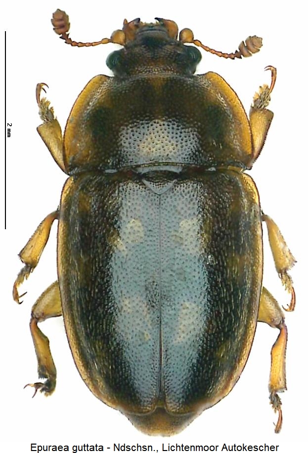 epuraea_guttata_hab.jpg