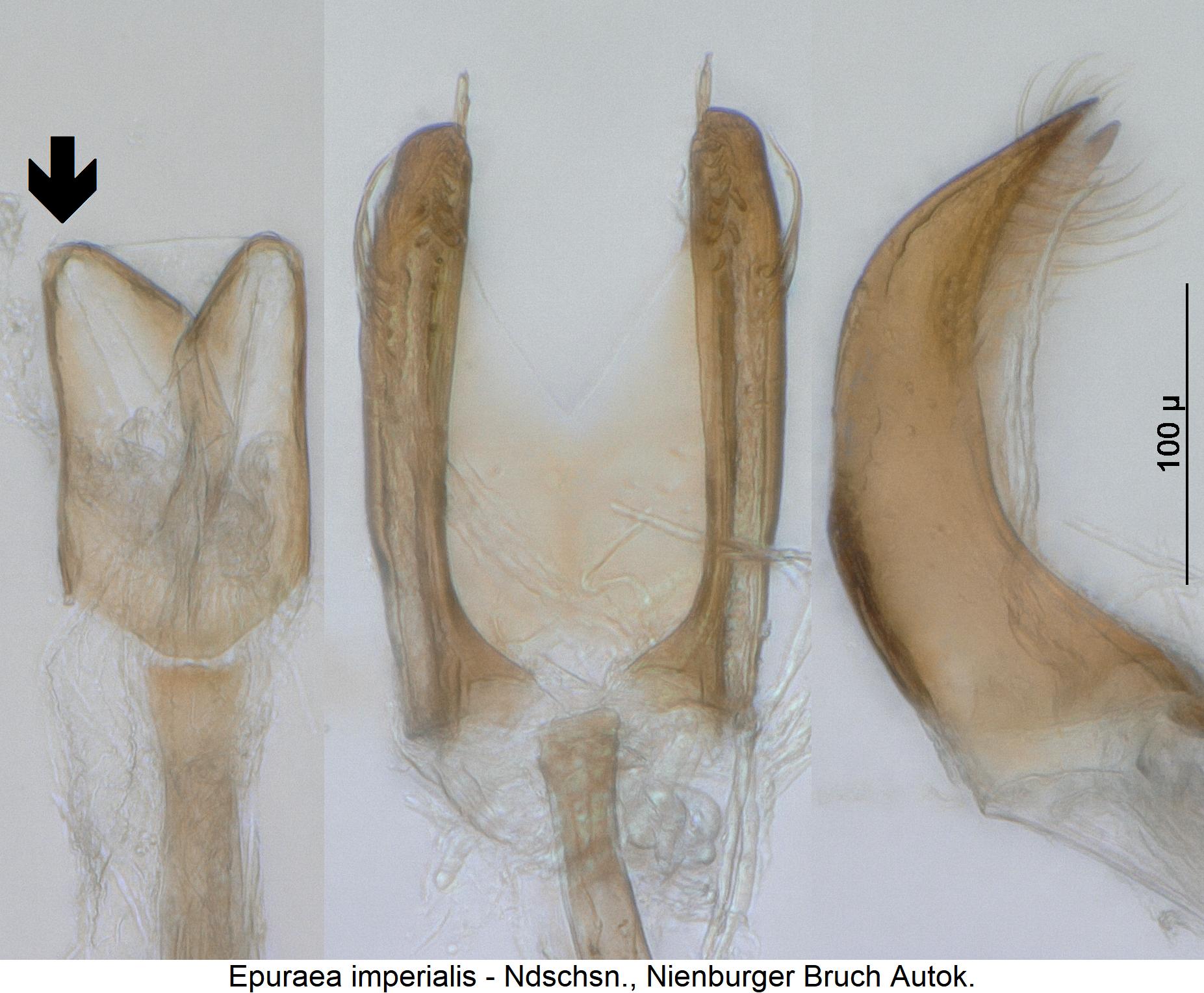 epuraea_imperialis1.jpg
