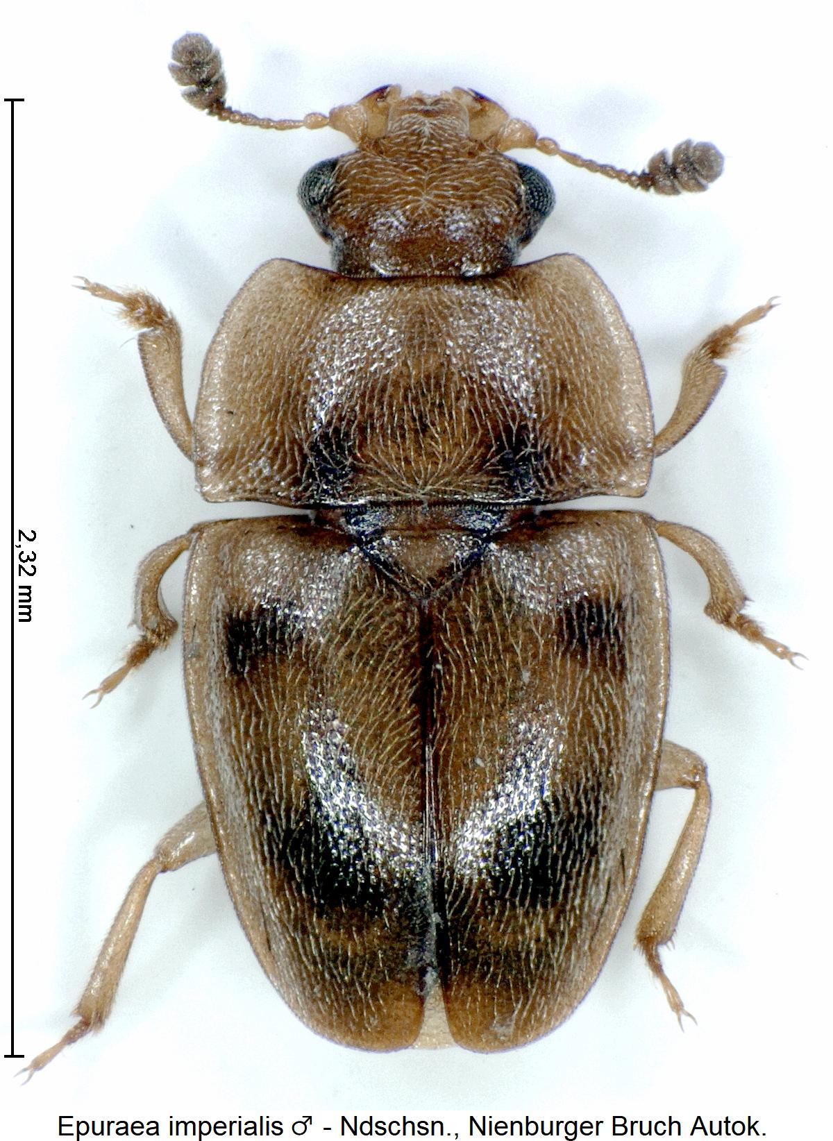 epuraea_imperialis_m_hab1.jpg