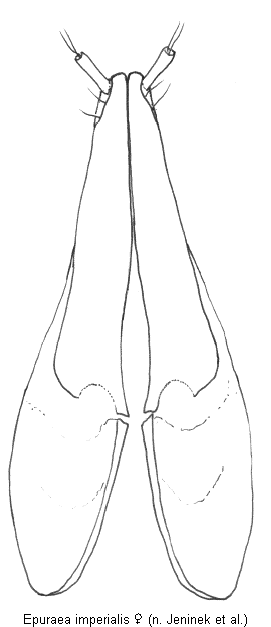 epuraea_imperialis_ovi.gif