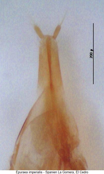 epuraea_imperialis_ovi.jpg