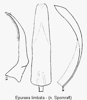 epuraea_limbata.gif
