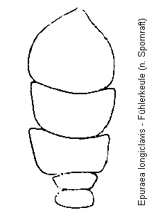 epuraea_longiclavis_fk.gif