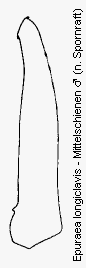 epuraea_longiclavis_mschn.gif