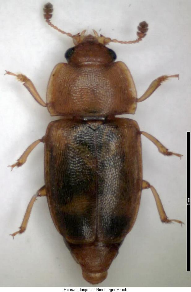 epuraea_longula_hab.jpg