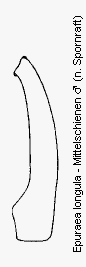 epuraea_longula_mschn.gif