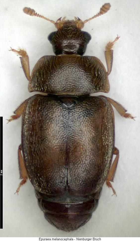 epuraea_melanocephala_hab.jpg