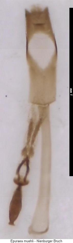 epuraea_muehli_endophallus.jpg