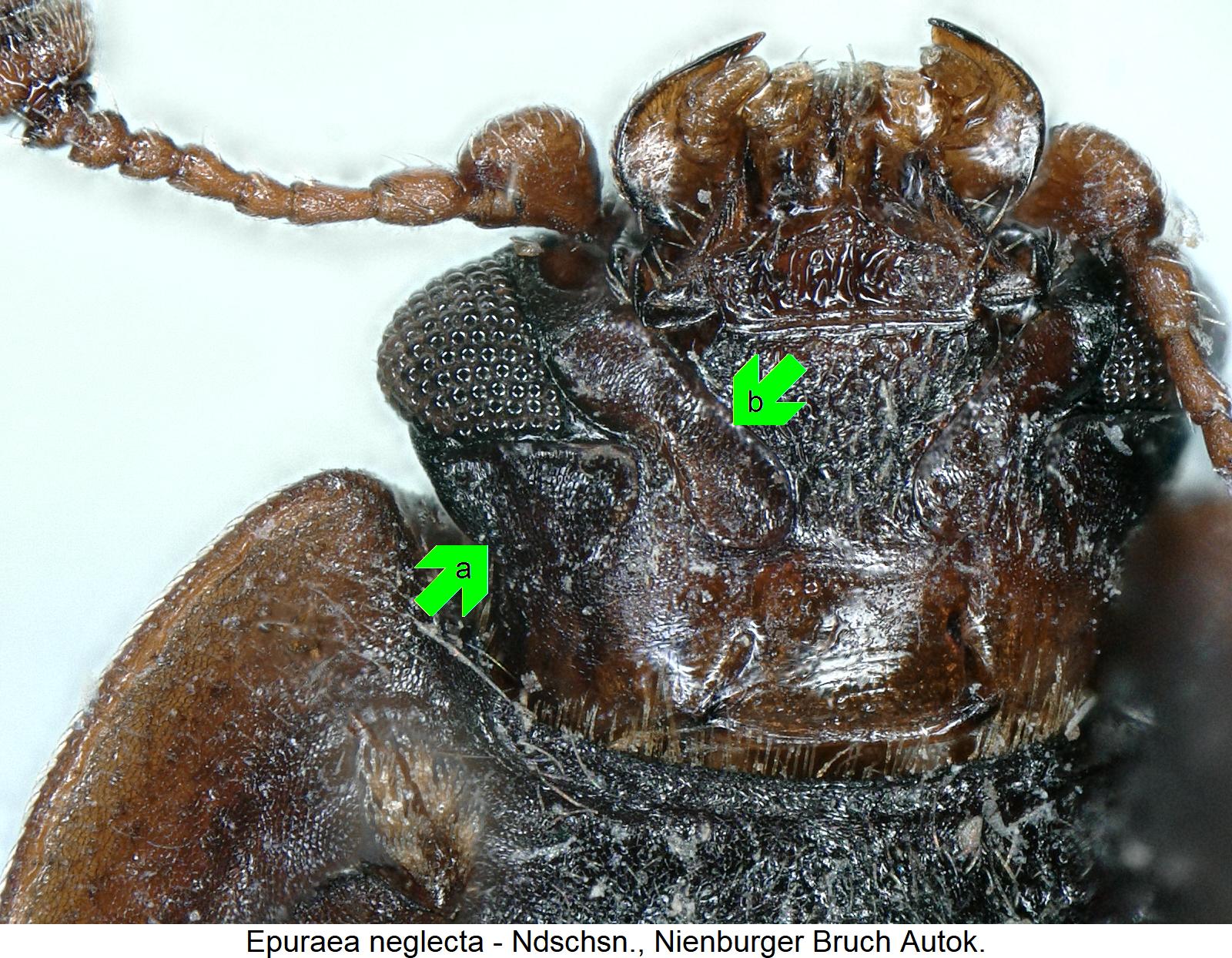 epuraea_neglecta_ment.jpg