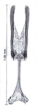 epuraea_ocularis.jpg