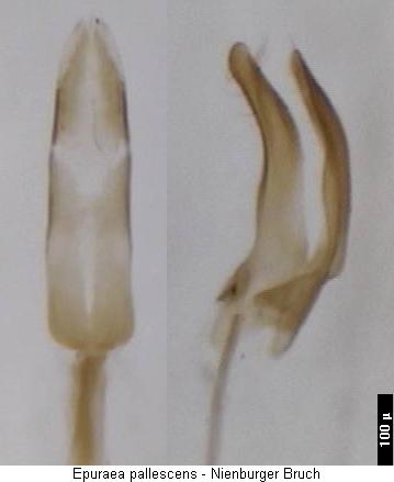 epuraea_pallescens.jpg