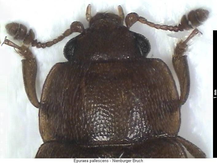 epuraea_pallescens_vk.jpg