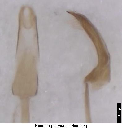 epuraea_pygmaea.jpg