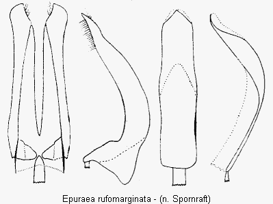 epuraea_rufomarginata.gif