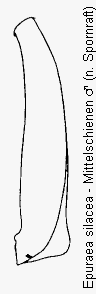 epuraea_silacea_mschn.gif