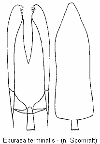 epuraea_terminalis.gif