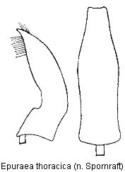 epuraea_thoracica.gif