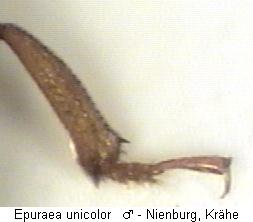 epuraea_unicolor_mb.jpg