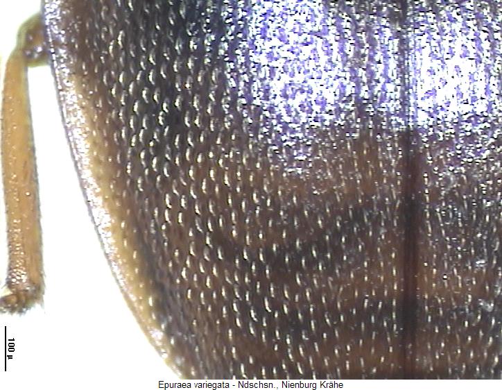 epuraea_variegata_fld.jpg