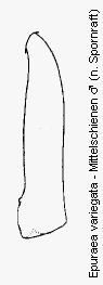 epuraea_variegata_mschn.gif