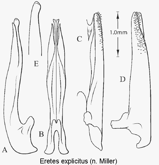 eretes_explicitus.gif