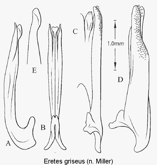 eretes_griseus.gif