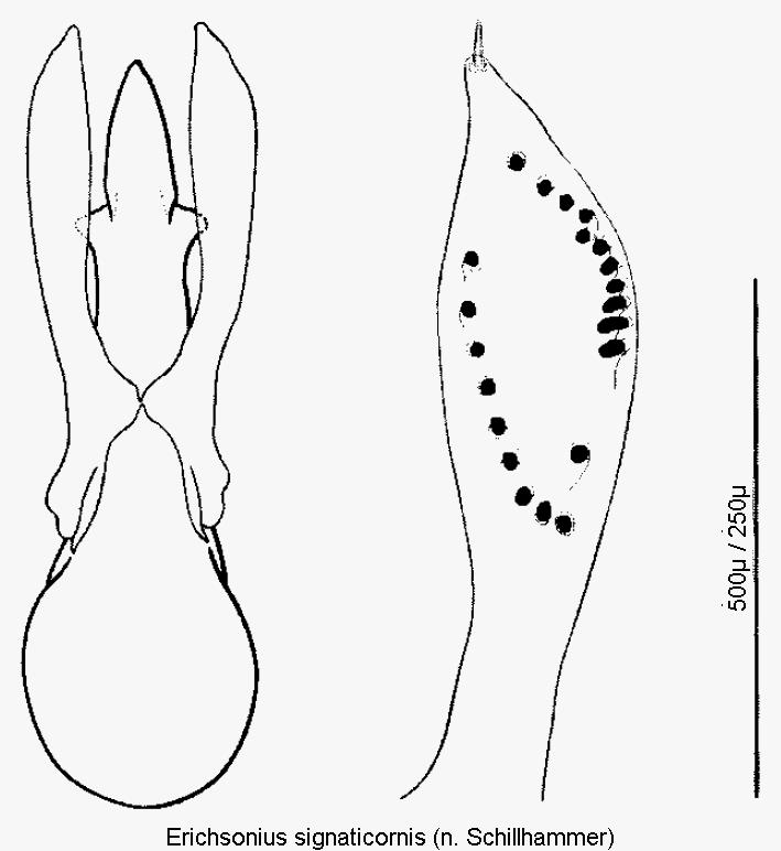 erichsonius_signaticornis.gif