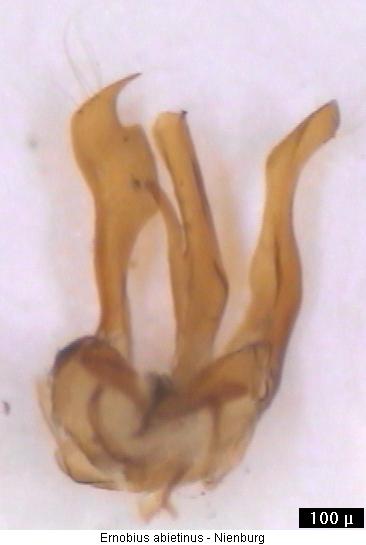 ernobius_abietinus.jpg
