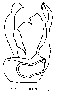 ernobius_abietis.gif