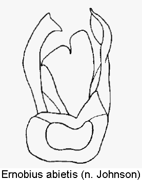 ernobius_abietis1.gif