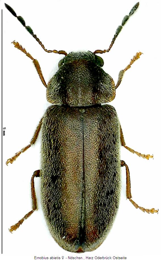 ernobius_abietis_hab.jpg