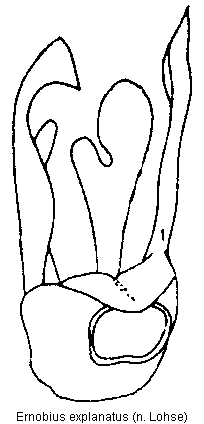 ernobius_explanatus.gif