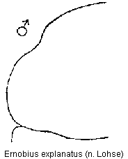 ernobius_explanatus_hsch.gif