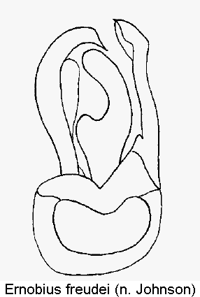 ernobius_freudei1.gif