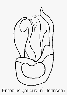 ernobius_gallicus.gif