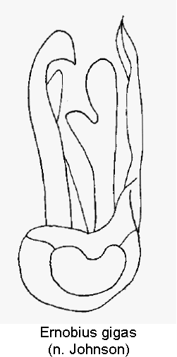 ernobius_gigas.gif