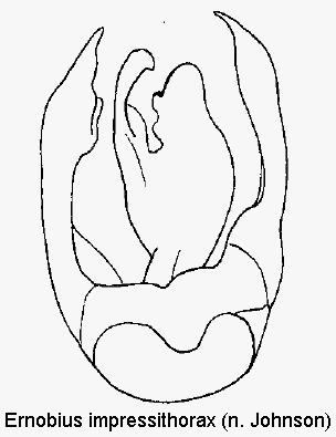 ernobius_impressithorax.gif