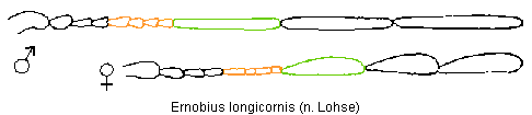 ernobius_longicornis_f.gif