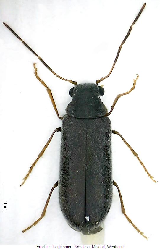 ernobius_longicornis_hab.jpg