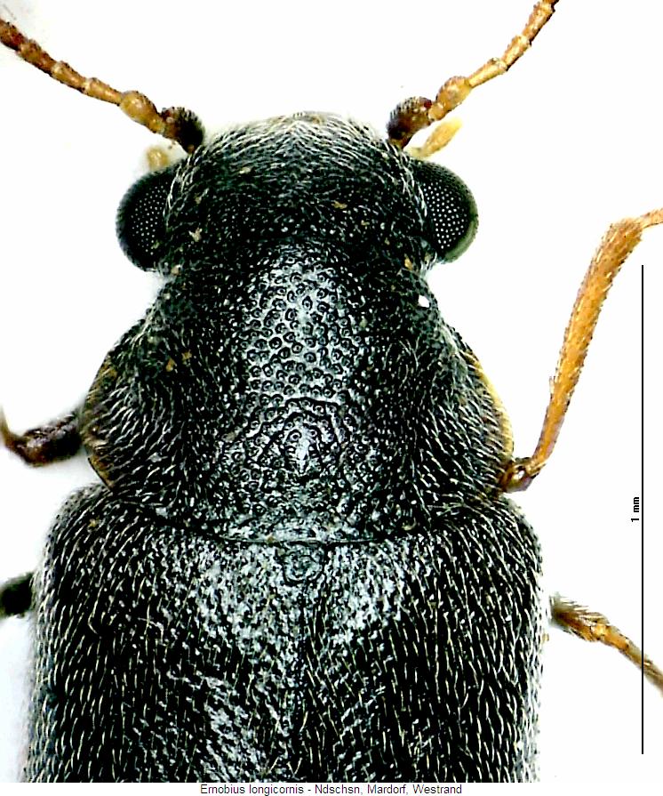 ernobius_longicornis_vk.jpg