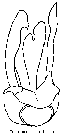 ernobius_mollis.gif
