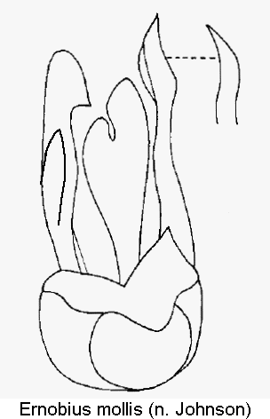 ernobius_mollis1.gif