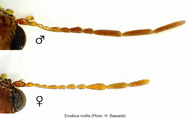 ernobius_mollis_f.jpg