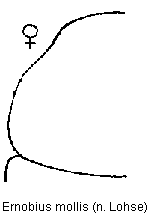ernobius_mollis_hsch.gif