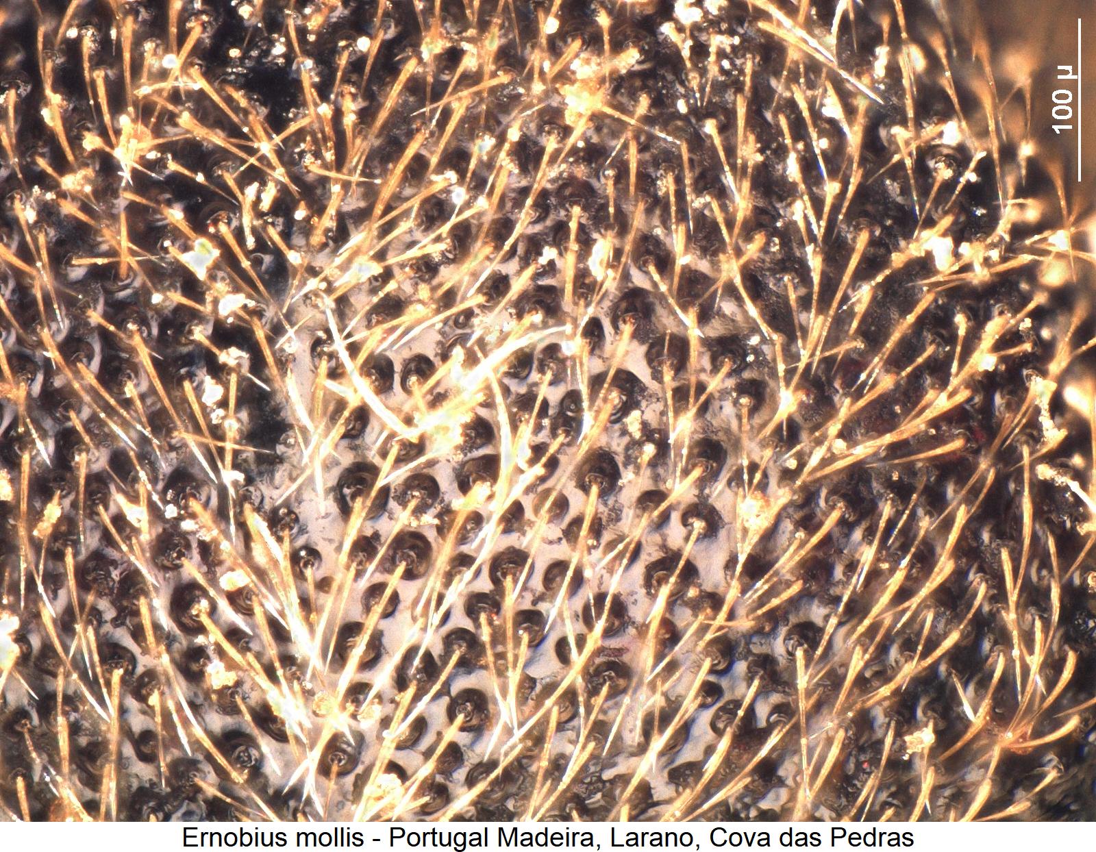 ernobius_mollis_ms_hsch.jpg