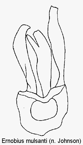 ernobius_mulsanti1.gif